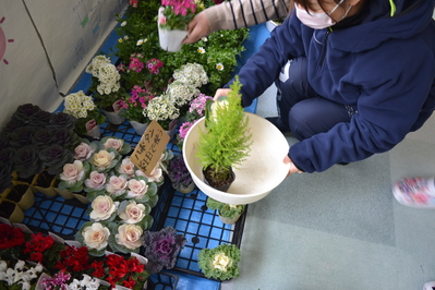 ６種類の花を選ぶ様子