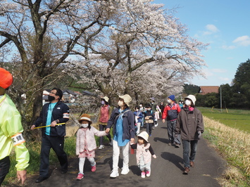桜をみながら歩く参加者