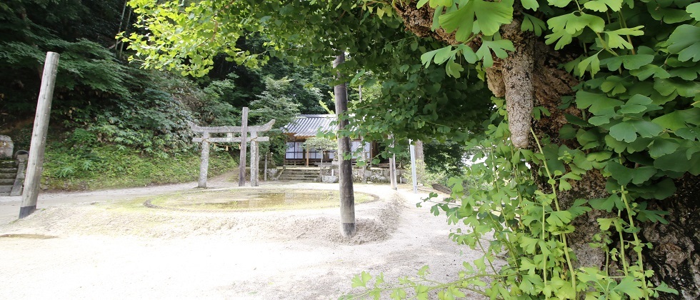 大槇神社と乳イチョウの写真