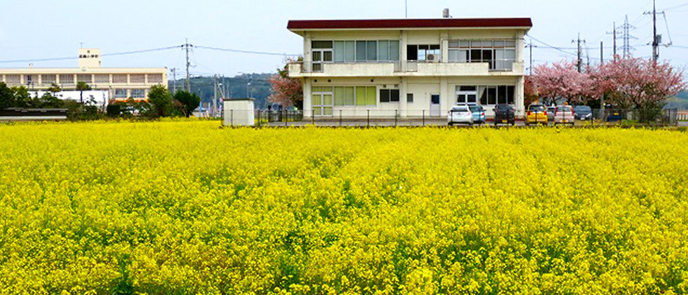 能義交流センターと菜の花