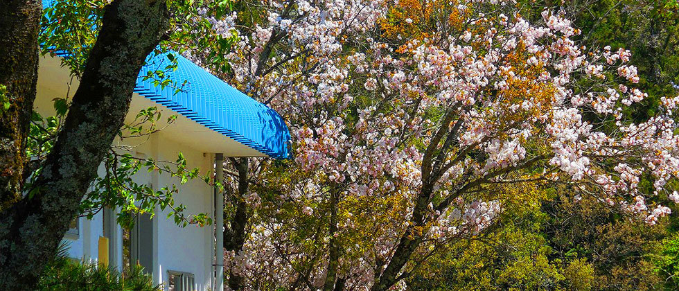 菅原交流センターと桜