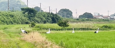 コウノトリ