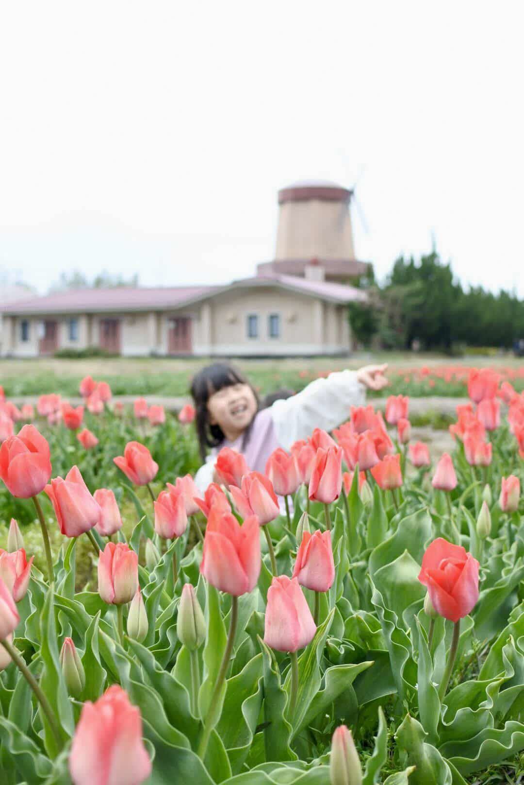 伯太チューリップ畑での様子です