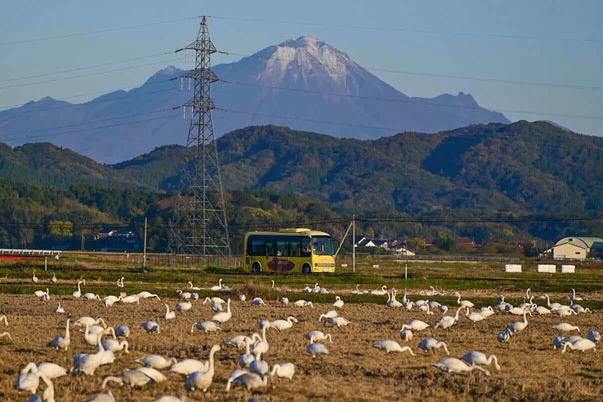 能義平野に集まる白鳥の様子です