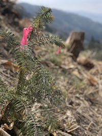 植栽されたコウヨウザン苗