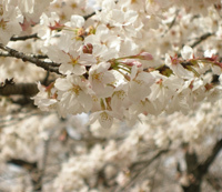 桜の写真