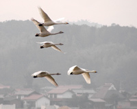 空を飛ぶ白鳥の写真